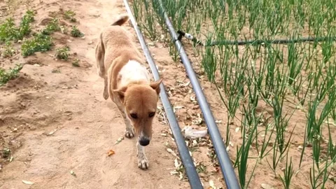 Dog walking in the field, slow motion footage Stock Footage 238978769