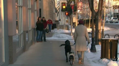 Dog Walking Video stock 306977