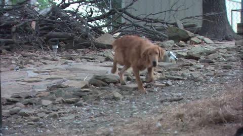 Dog walking Stock Footage 11078882