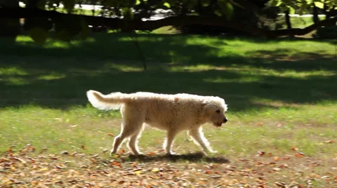 Dog Walking Stock Footage 27478723