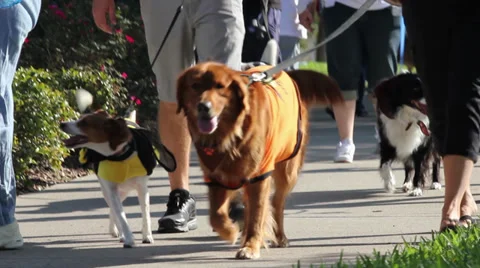 Dog Walking Stock Footage 32497871
