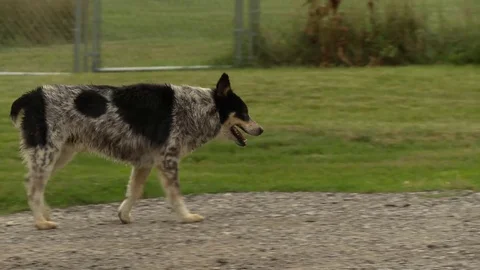 Dog walking Stock Footage 82916377