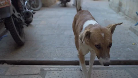 Dog walking Stock Footage 111672659