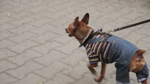 Dog walking Stock Footage 129899950