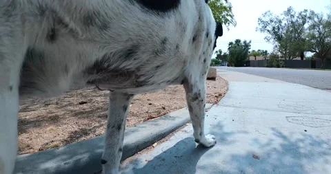 Dog Walking Stock Footage 141172914