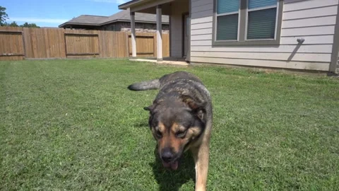 Dog Walking Stock Footage 269087639