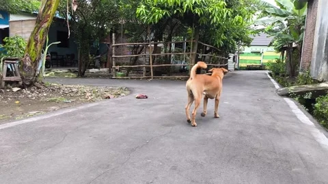 Dog Walking Stock Footage 275522391