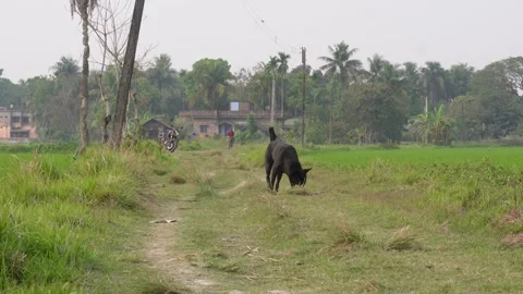 Dog Walking Stock Footage 333916408