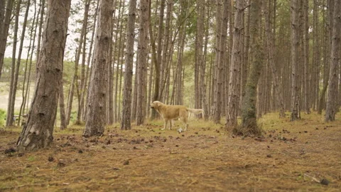 Dog walking in forest during camping trip in autumn day Stock Footage 225068035