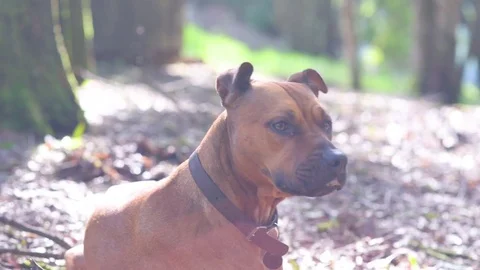 Dog walking in forest Stock Footage 76103413