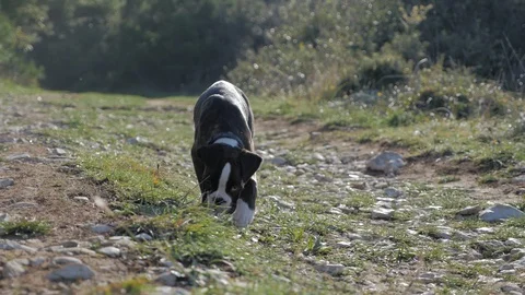 Dog walking in the forest Video stock 85970431