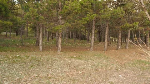 Dog walking in the forest Stock Footage 86635243