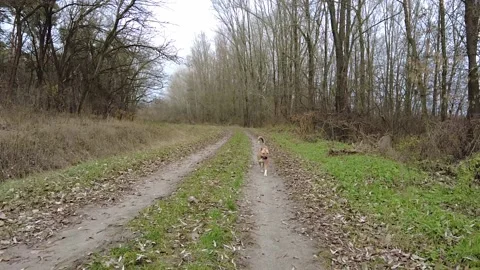 Dog walking in forest Stock Footage 169395485