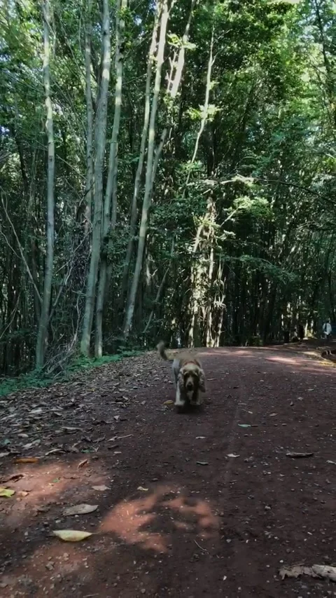 The dog is walking in the forest. Video stock 197114338