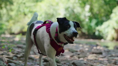 Dog walking in forest Stock Footage 249785993