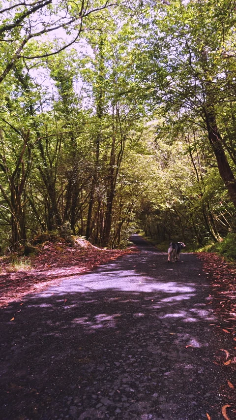 Dog Walking on Forest Path in Shade Stock Footage 279502925