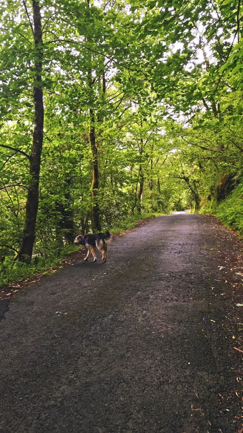 Dog Walking on Forest Pathway Stock Footage 278397900