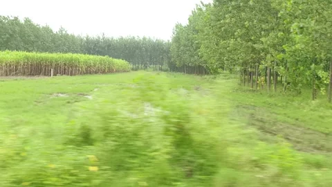 Dog Walking Forest Pathway Stock-Footage 343908871