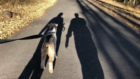 Dog walking a forest trail with shadows of man and woman Stock Footage 121983841