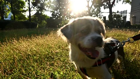 Dog walking in the garden Stock Footage 145147278