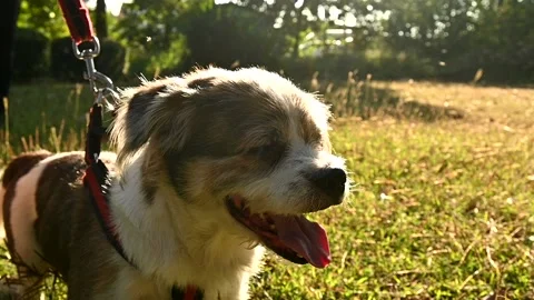 Dog walking in the garden Stock Footage 145147720