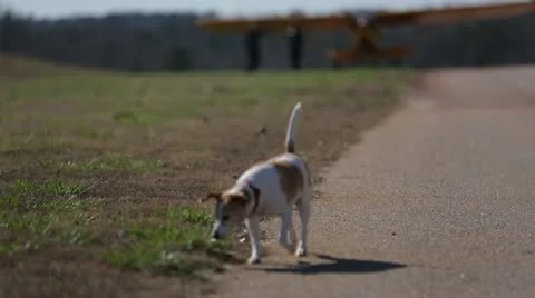 Dog walking on grass Stock Footage 22100410