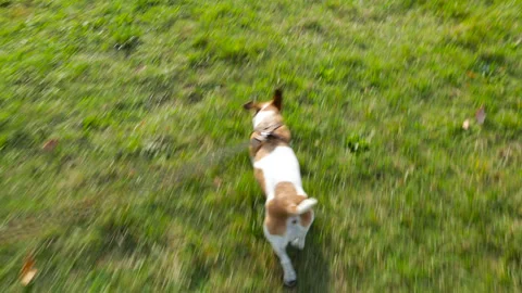 Dog walking grass Vídeo Stock 118620445