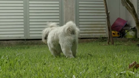 Dog walking on the grass Stock Footage 168389229