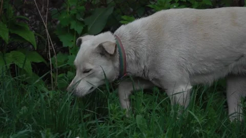 Dog walking on the grass Stock-Footage 238390264