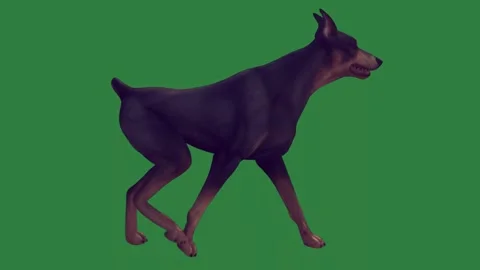 A dog is walking on green screen and figure cartoonish motion design frame Stock Footage 337341264