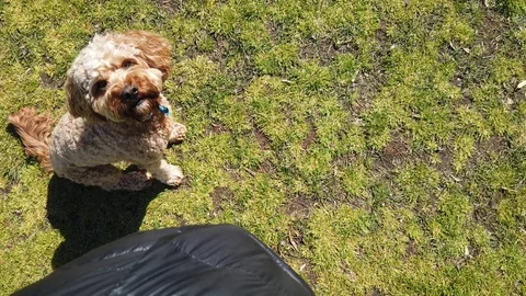 Dog walking in heel position 库存影片 116511048