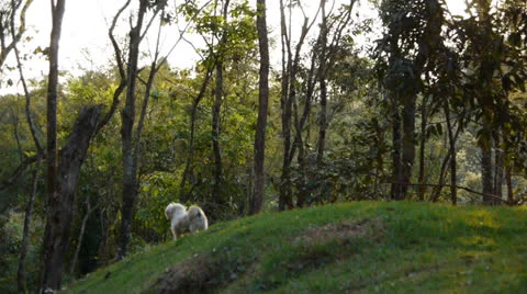 Dog Walking on a Hill Stock Footage 27138306