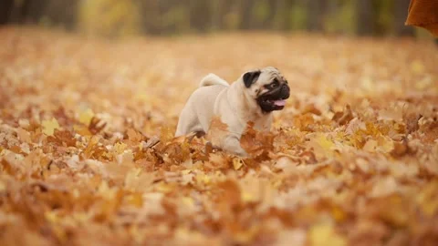 The dog is walking with its owner. Видео 343874752
