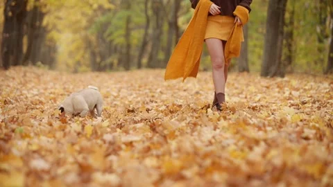 The dog is walking with its owner. Видео 343874831