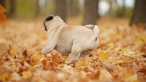 The dog is walking with its owner. Видео 343875588