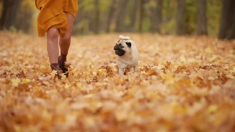 The dog is walking with its owner. Видео 343875719