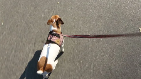 Dog is walking with leash Vídeo Stock 44709163