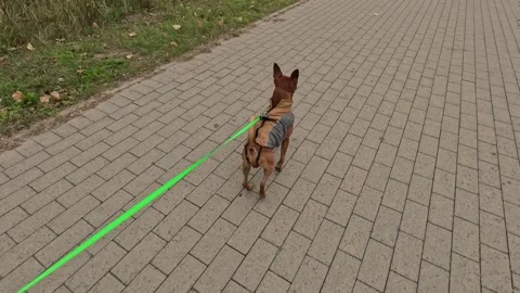 Dog Walking on Leash Held in Left Hand on Park Path Stock Footage 318800136