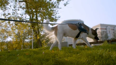 Dog walking on a leash in the park Stock Footage 115839752