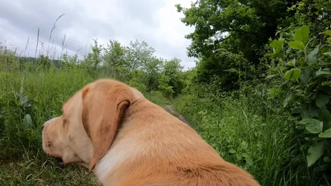 Dog walking on a leash. Point of view video. Stock Footage 108680984