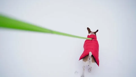 Dog walking on leash in winter red coat Vídeo Stock 169037465