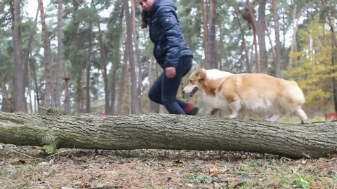 Dog walking on a log Stock Footage 72148113