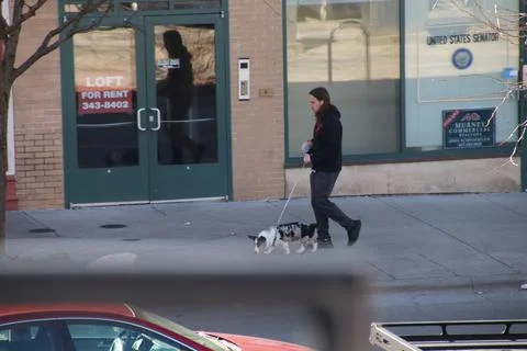 Dog walking man Stock Photos