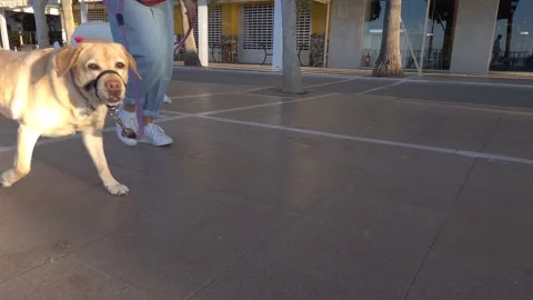 Dog Walking Marbella Stock Footage 140432844