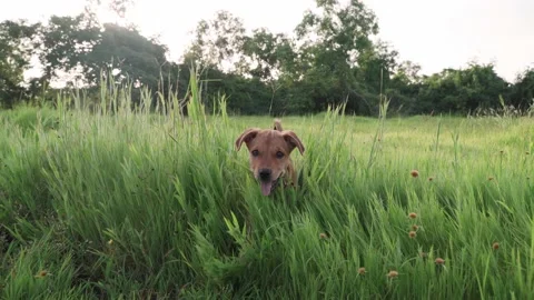 The dog is walking in the meadow 스톡 동영상 167560644