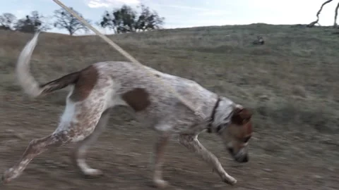 Dog Walking in Nature with Leash On, Side Profile Gimbal Shot Stock Footage 146155117