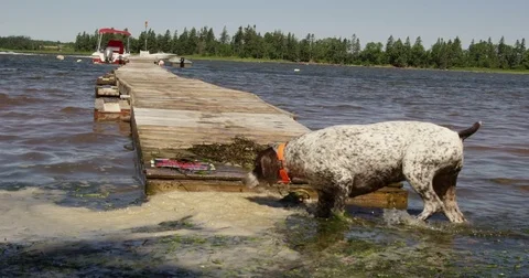 Dog walking in ocean foam and seaweed Stock Footage