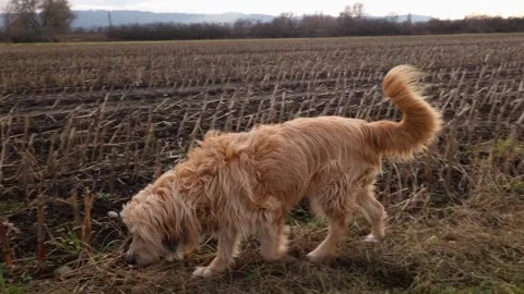 Dog walking outside on field path Stock Footage 224729725