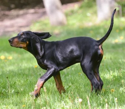 Dog walking outside Stock Photos