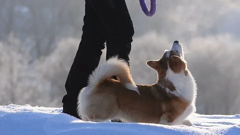 Dog walking with owner Stock Footage 102973888